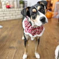 Thumbnail photo of Dot #1