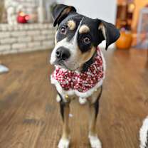 Thumbnail photo of Dot #2