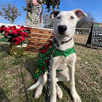 Thumbnail photo of Alexa #1