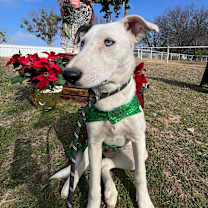 Thumbnail photo of Alexa #2