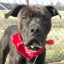 Thumbnail photo of Bandana #1