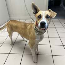 Thumbnail photo of Melvin #3