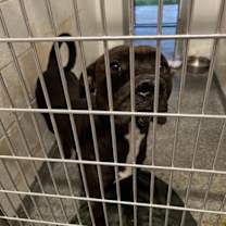 Thumbnail photo of Bandana #2