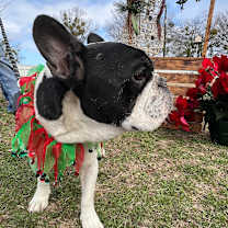 Thumbnail photo of Mochi #3