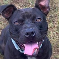 Thumbnail photo of Badger #4