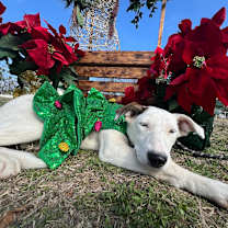 Thumbnail photo of Alexa #4