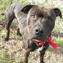 Thumbnail photo of Bandana #3