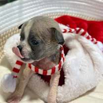 Thumbnail photo of Brie #3