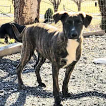 Thumbnail photo of Autumn (Fall Foliage Pups)  #2