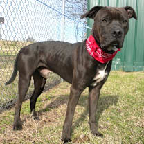 Thumbnail photo of Bandana #4