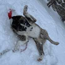 Thumbnail photo of Brownie #3