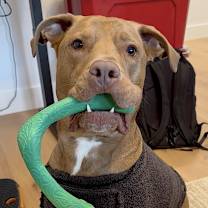 Thumbnail photo of Bosun #2