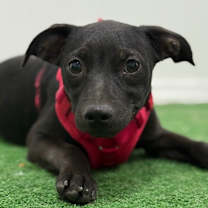 Thumbnail photo of Timmy #1