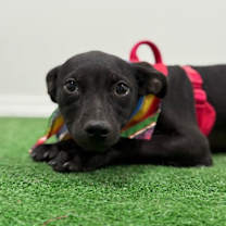 Thumbnail photo of Timmy #2