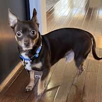 Thumbnail photo of HERMAN #1