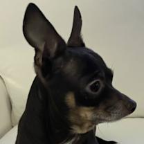 Thumbnail photo of HERMAN #2