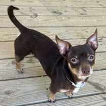 Thumbnail photo of HERMAN #4