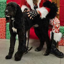 Thumbnail photo of Rex #4