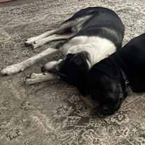 Thumbnail photo of Hank & Boomer #1