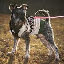 Thumbnail photo of Lucas (looking for a foster) #2