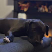 Thumbnail photo of Larry #2