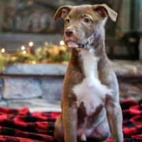 Thumbnail photo of Roger #1