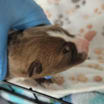 Thumbnail photo of Marcelo #2