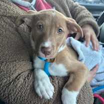 Thumbnail photo of Gezary #2