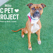 Thumbnail photo of Milo #1