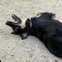 Thumbnail photo of Luna #2