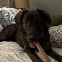 Thumbnail photo of Knox #1