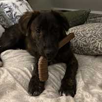 Thumbnail photo of Knox #2