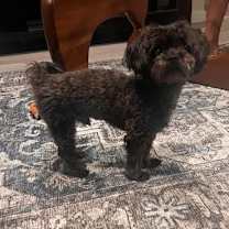 Thumbnail photo of Harley #2