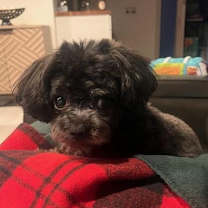 Thumbnail photo of Harley #3