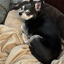 Thumbnail photo of Samson (“Sam” or “Sammy”) #2