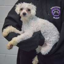 Thumbnail photo of Branson #2