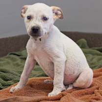 Thumbnail photo of Nerf #1