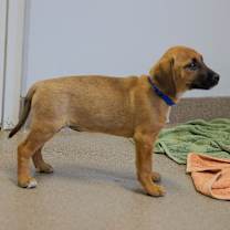 Thumbnail photo of Chelsea #2