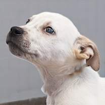 Thumbnail photo of Nerf #2