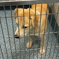 Thumbnail photo of Elmer #1