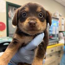 Thumbnail photo of Lupe #1