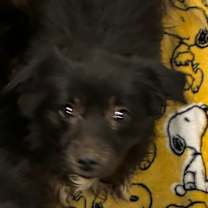 Thumbnail photo of Diamond #2