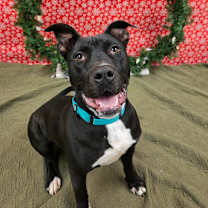 Thumbnail photo of Daffy Duck  #1