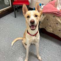 Thumbnail photo of Bishop #3