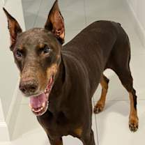 Thumbnail photo of Kaiser 3506 #1