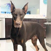 Thumbnail photo of Kaiser 3506 #2