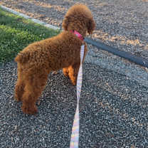 Thumbnail photo of ℛℯ𝓂𝒾 #1