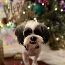 Thumbnail photo of Ace D. Rocky #1