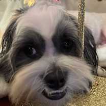 Thumbnail photo of Ace D. Rocky #2