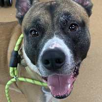 Thumbnail photo of Duke #1